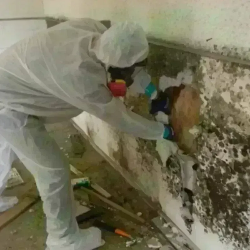 Mold Remediation and Removal in Woodbourne, PA